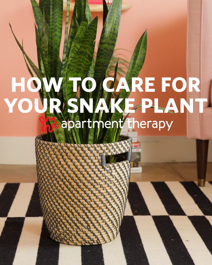 How To Grow and Care For Your Snake Plant -   18 plants Air quality ideas