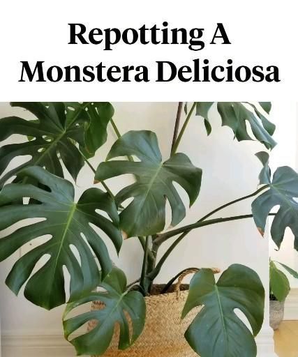 Repot your monstera -   18 plants Air quality ideas