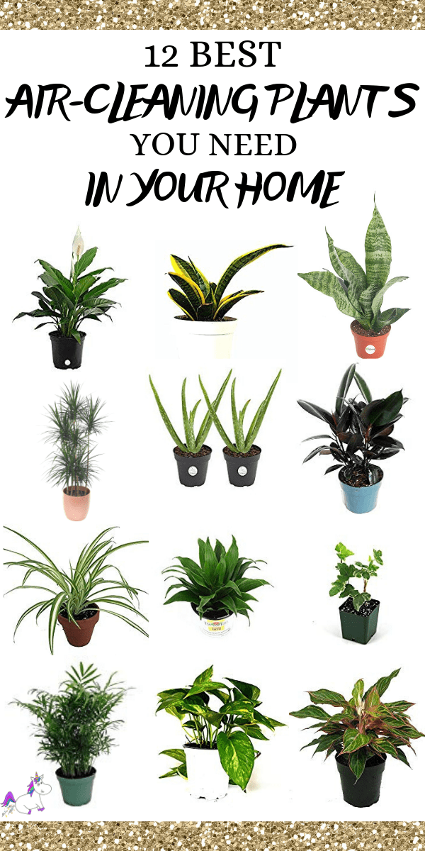 12 Best Air Cleaning Houseplants That Are Impossible To Kill! (no green thumbs needed) | The Mummy Front -   18 plants Air quality ideas