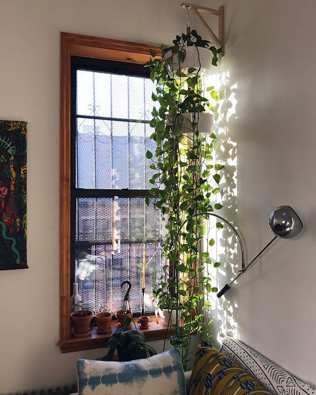 8 Beautiful Hanging Plants Perfect For Apartments - TheFab20s -   18 plants Apartment beautiful ideas