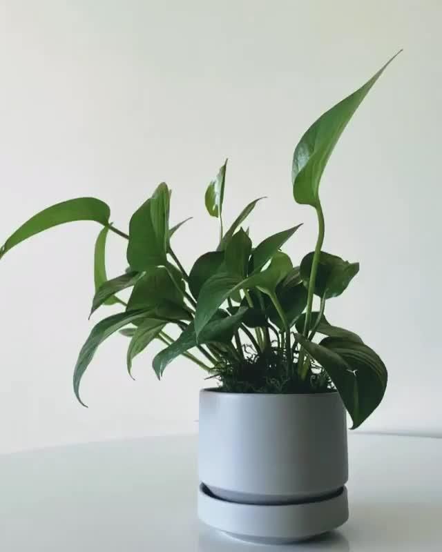 Jade Pothos -   18 plants Apartment beautiful ideas