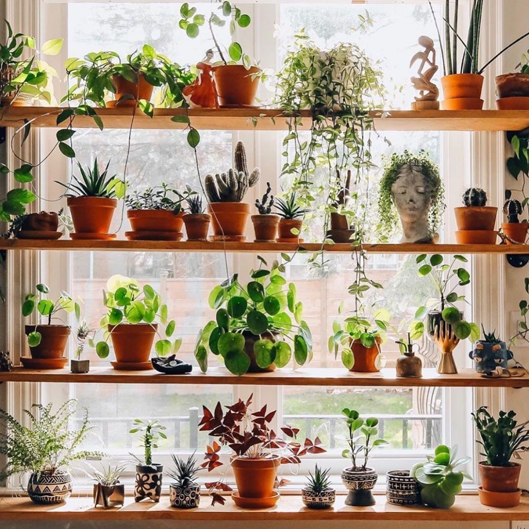 30 Indoor Plant Decor Ideas | How to Display Your Houseplants [2020 ] -   18 plants Apartment beautiful ideas