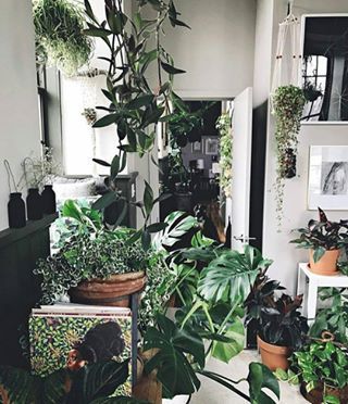 615 Best URBAN JUNGLE images in 2020 | Indoor garden, Indoor plants, Plants -   18 plants Apartment beautiful ideas