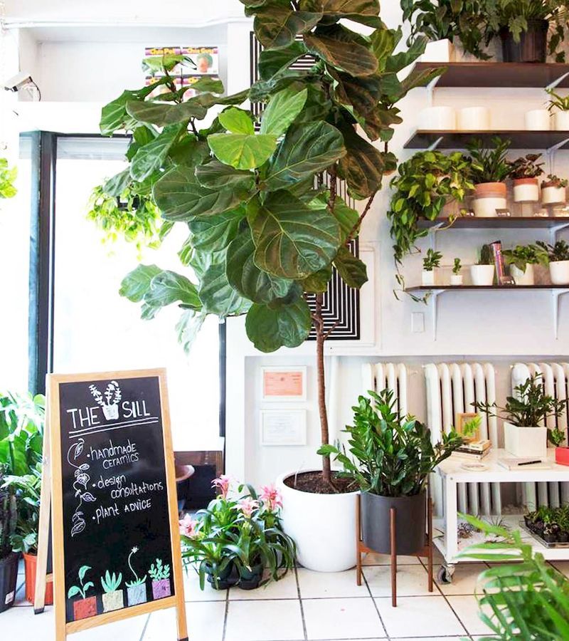 Voyez les choses en grand avec les plantes XXL! - IDEO -   18 plants Apartment beautiful ideas
