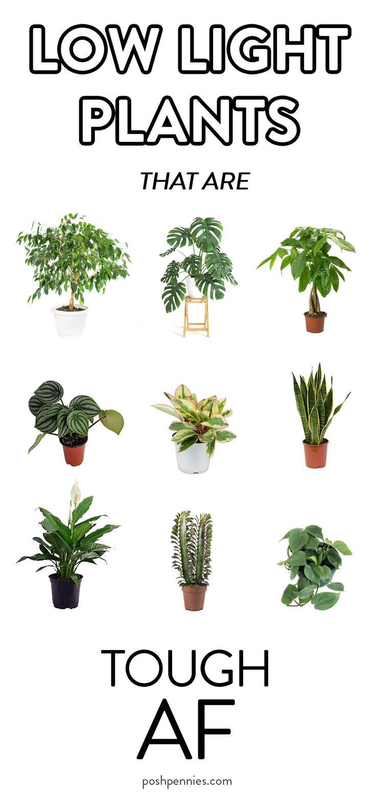 9 Low Light Indoor Plants I Haven't Killed Yet. | Posh Pennies -   18 plants Apartment beautiful ideas