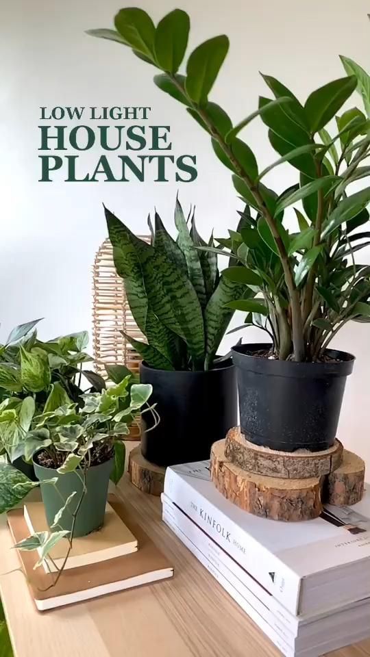 Low-Light Houseplants -   18 plants Apartment beautiful ideas