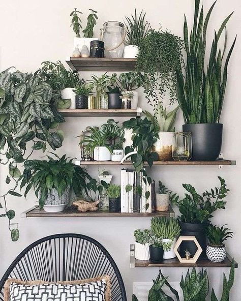 succulent plants -   18 plants Apartment beautiful ideas