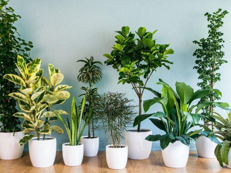 Best Plants To Grow In Apartments & Small Spaces -   18 plants Apartment beautiful ideas