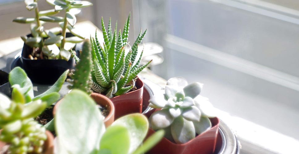 Which Plants Won't Die on Your New Apartment's Balcony? | MYMOVE -   19 plants Balcony articles ideas