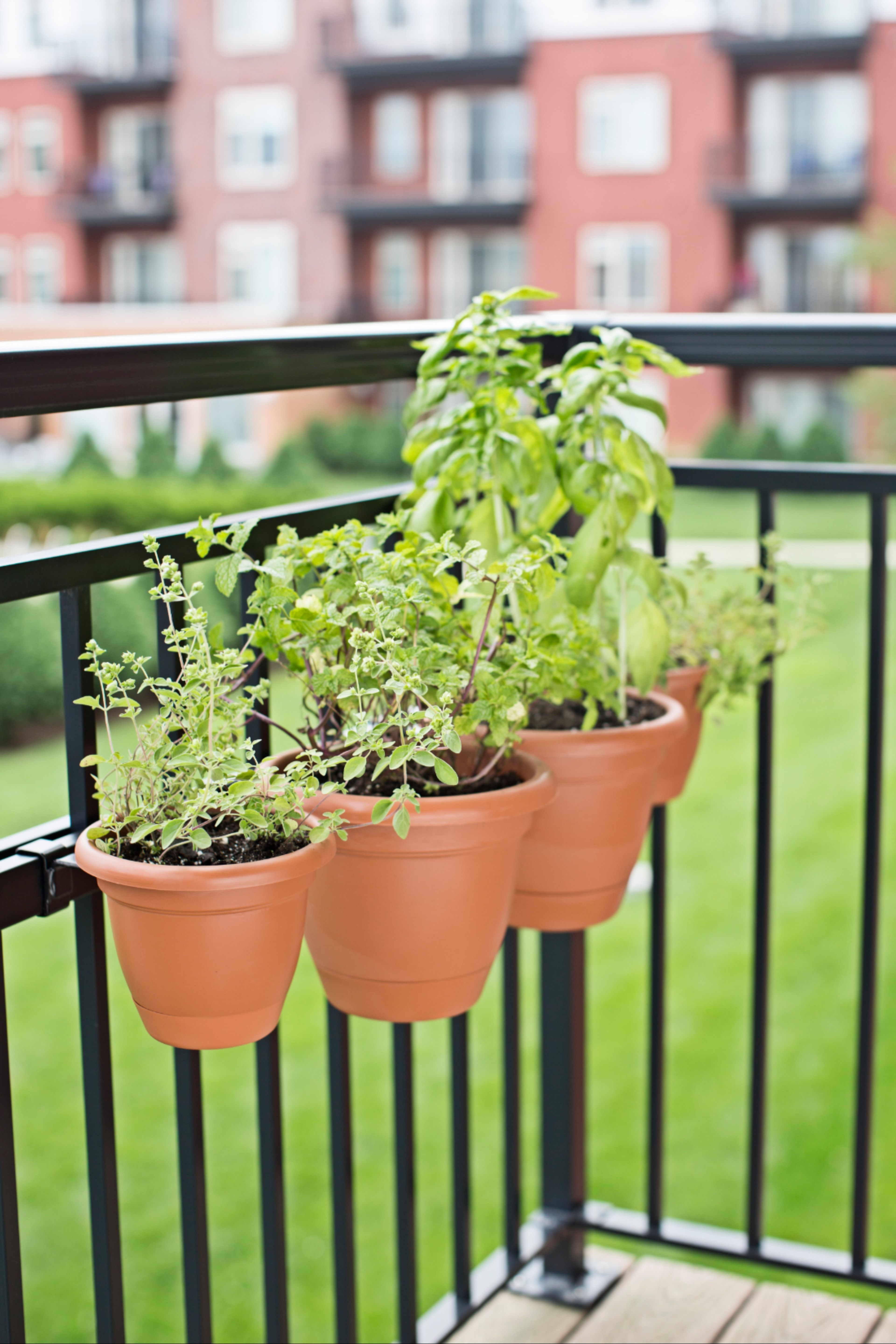 19 plants Balcony articles ideas