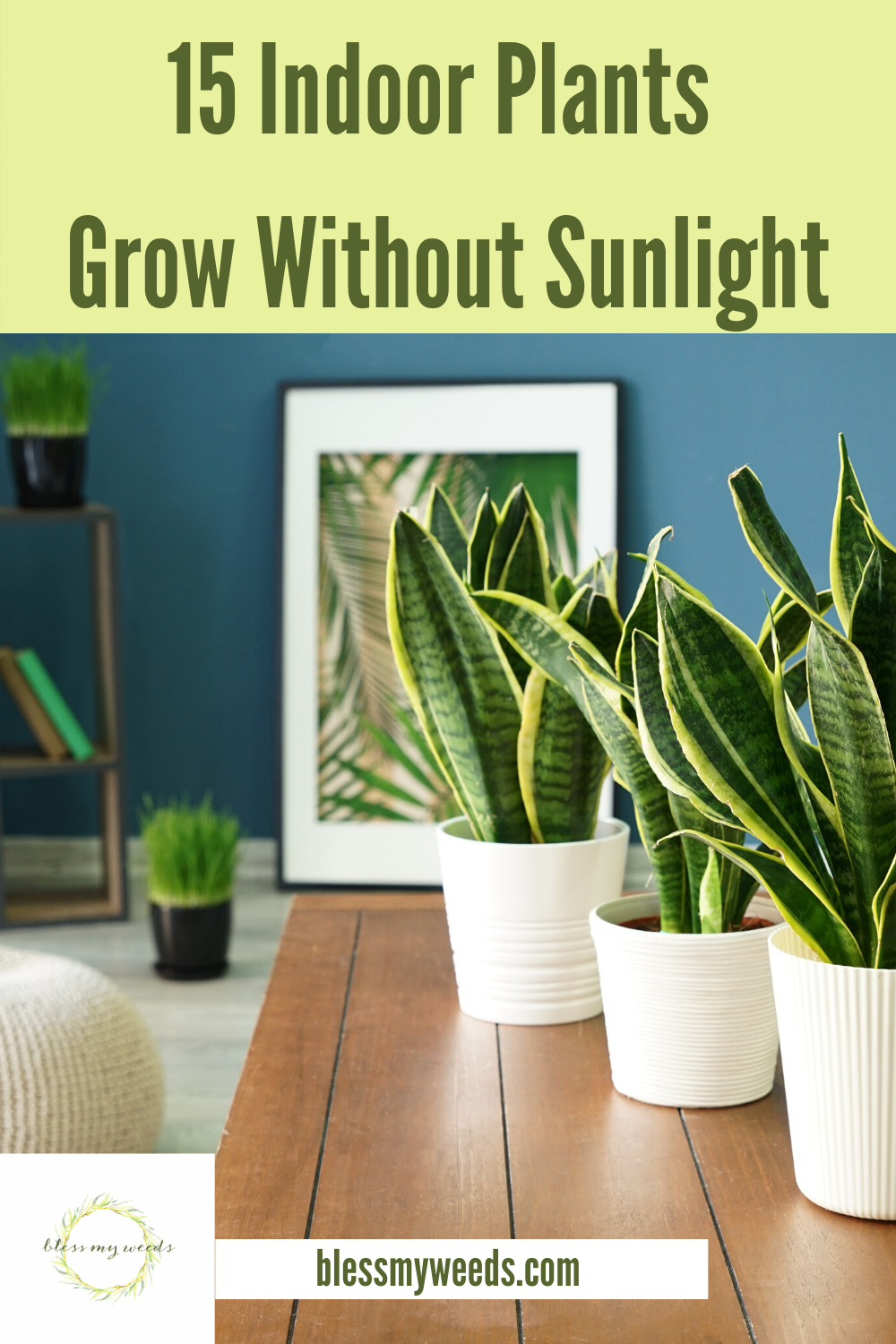 15 Beautiful Indoor Plants That Grow Without Sunlight -   19 plants Balcony articles ideas