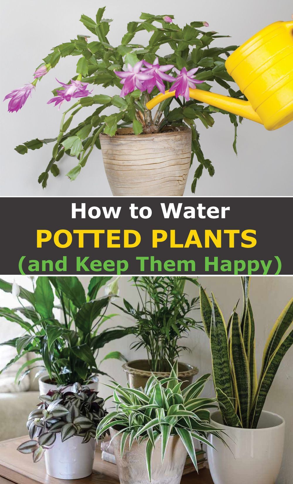 How to Water Potted Plants and Keep them Happy -   19 plants Balcony articles ideas