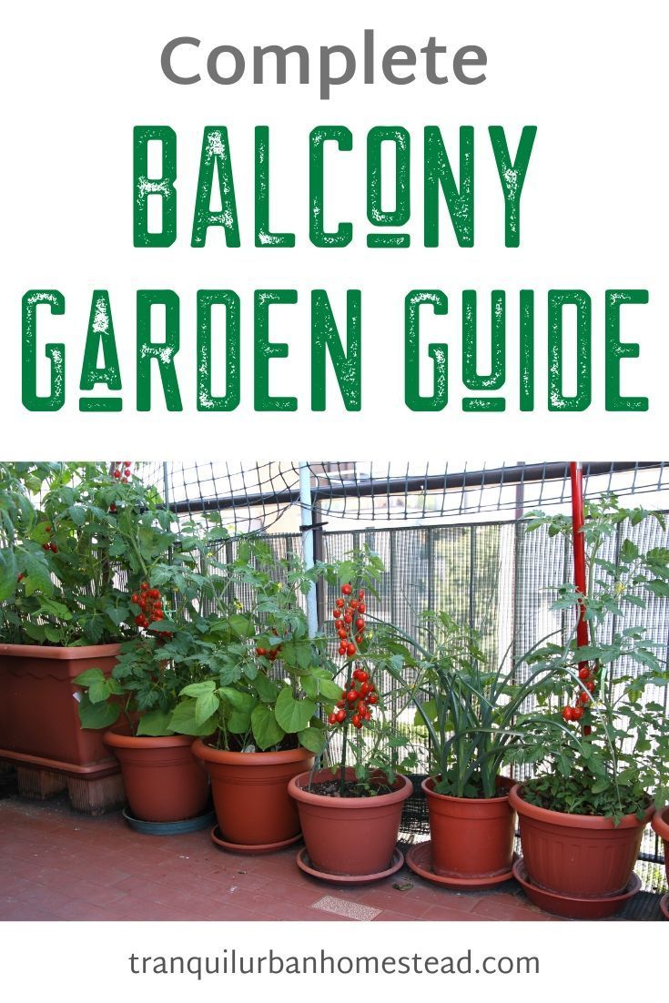 19 plants Balcony articles ideas