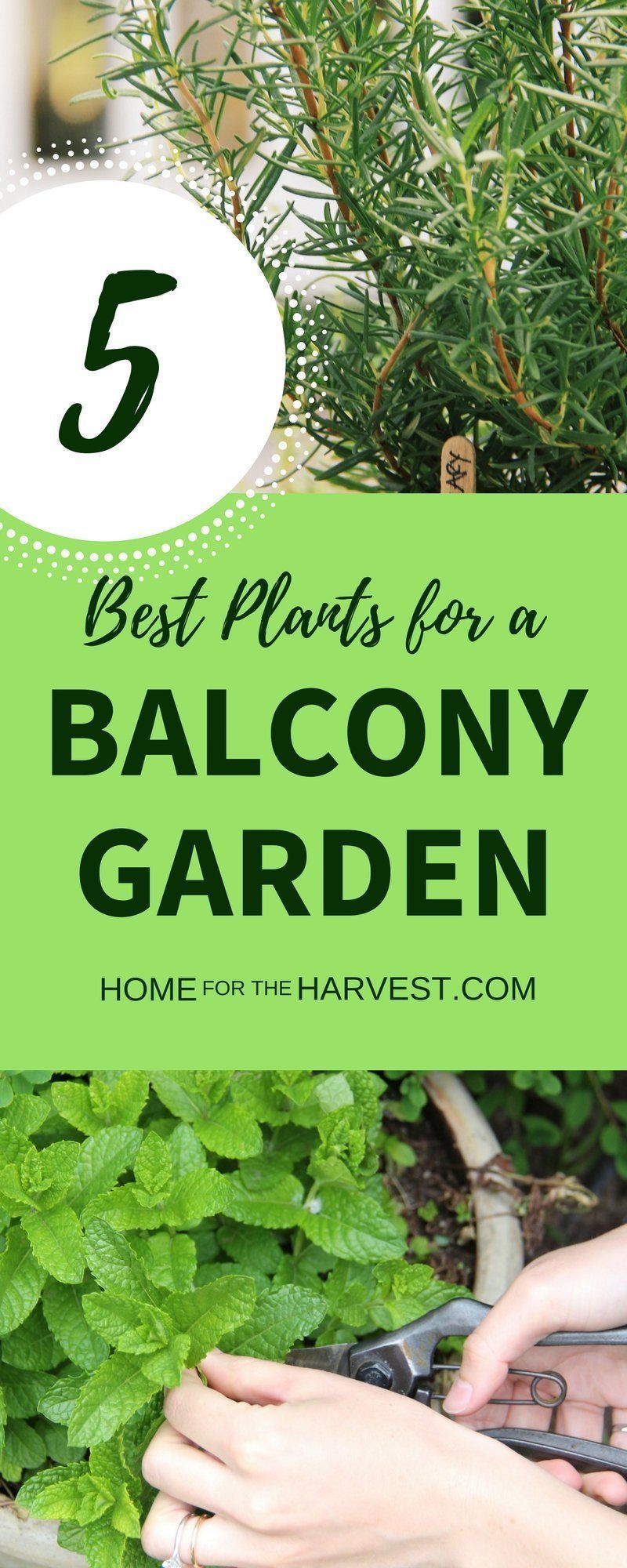 The Top 5 Plants for a Balcony Vegetable Garden -   19 plants Balcony articles ideas