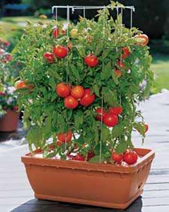 Container Gardening For Your Patio Or Balcony | Survival Life -   19 plants Balcony articles ideas