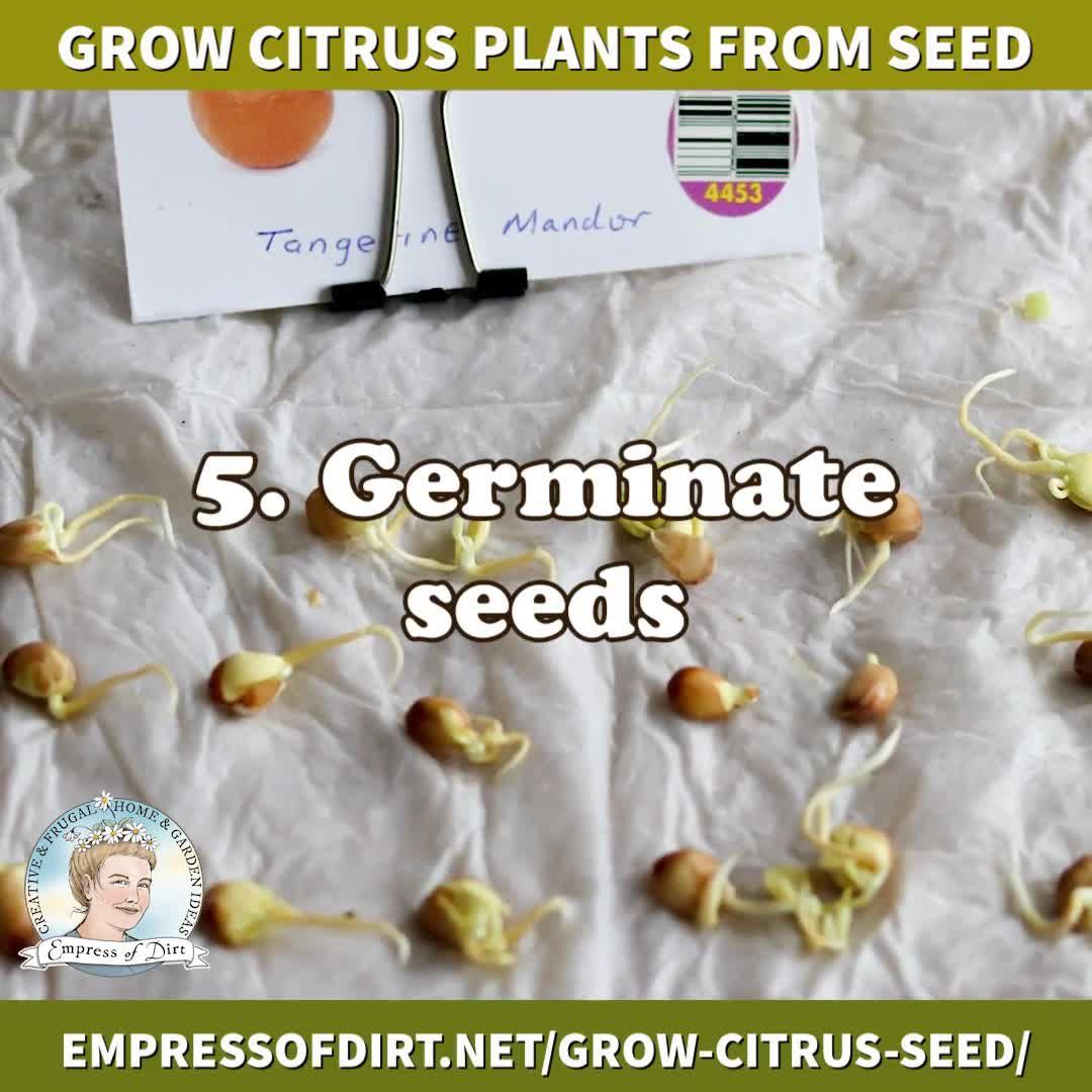 How to Grow Citrus Trees from Seed (Easy Method) | Empress of Dirt -   19 plants Decoration how to grow ideas