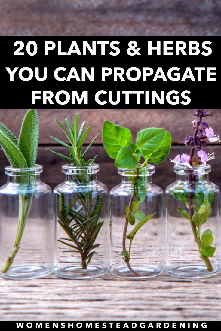 20 Plants & Herbs You Can Propagate From Cuttings -   19 plants Decoration how to grow ideas