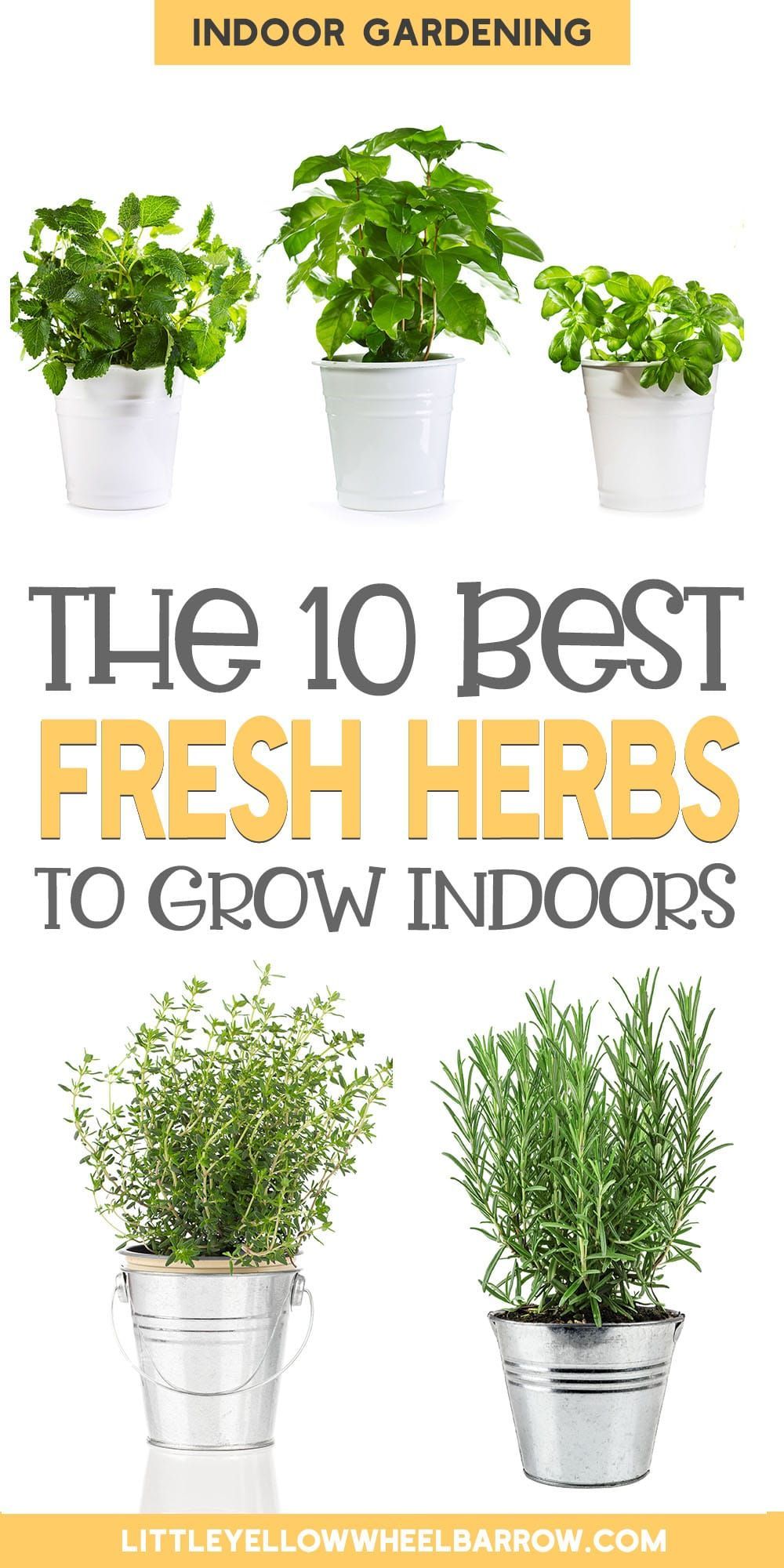 The 10 Best Herbs To Grow Indoors -   19 plants Decoration how to grow ideas