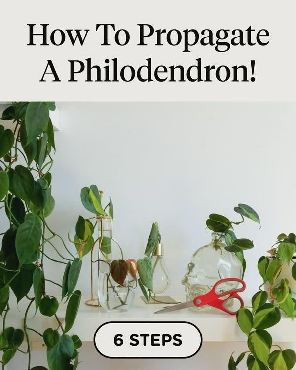 How To Propagate A Philodendron! -   19 plants Decoration how to grow ideas