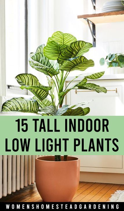 15 Tall indoor Low Light Plants -   19 plants Decoration how to grow ideas