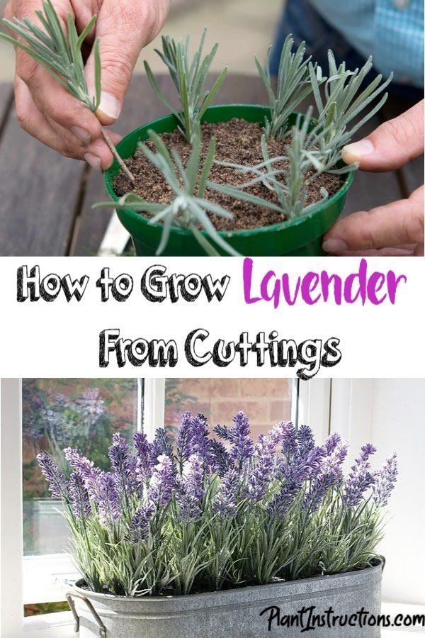 How to Grow Lavender From Cuttings -   19 plants Decoration how to grow ideas