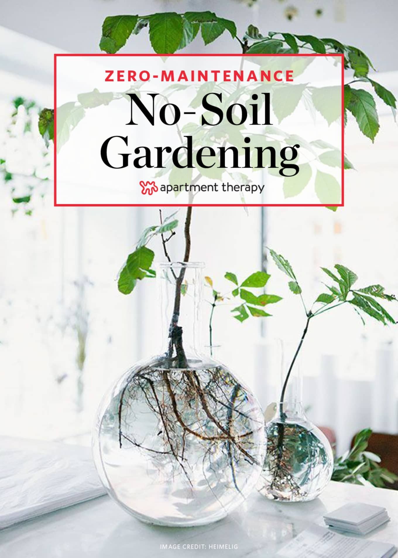 The No-Soil, Zero-Maintenance Method for Growing Houseplants -   19 plants Decoration how to grow ideas