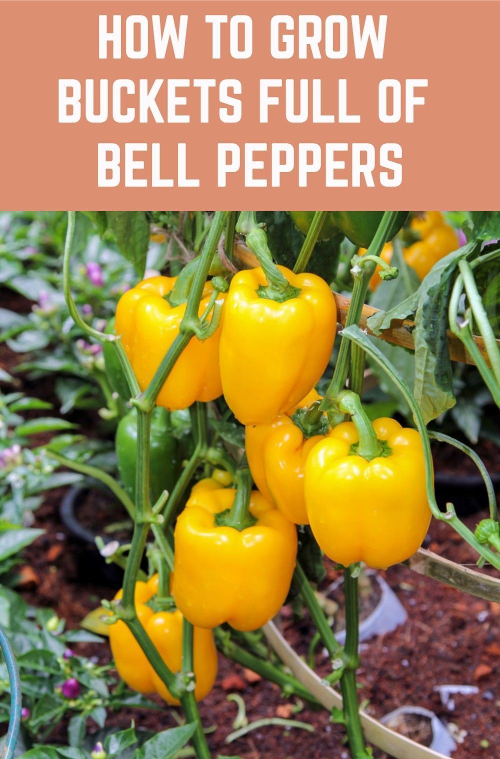 How To Grow Buckets Full Of Bell Peppers + Health Benefits & Recipes -   19 plants Decoration how to grow ideas