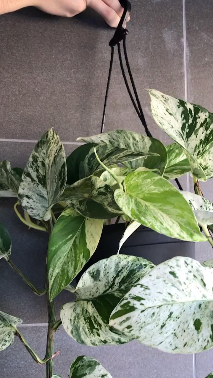 Marble Queen growing guide -   19 plants Decoration how to grow ideas