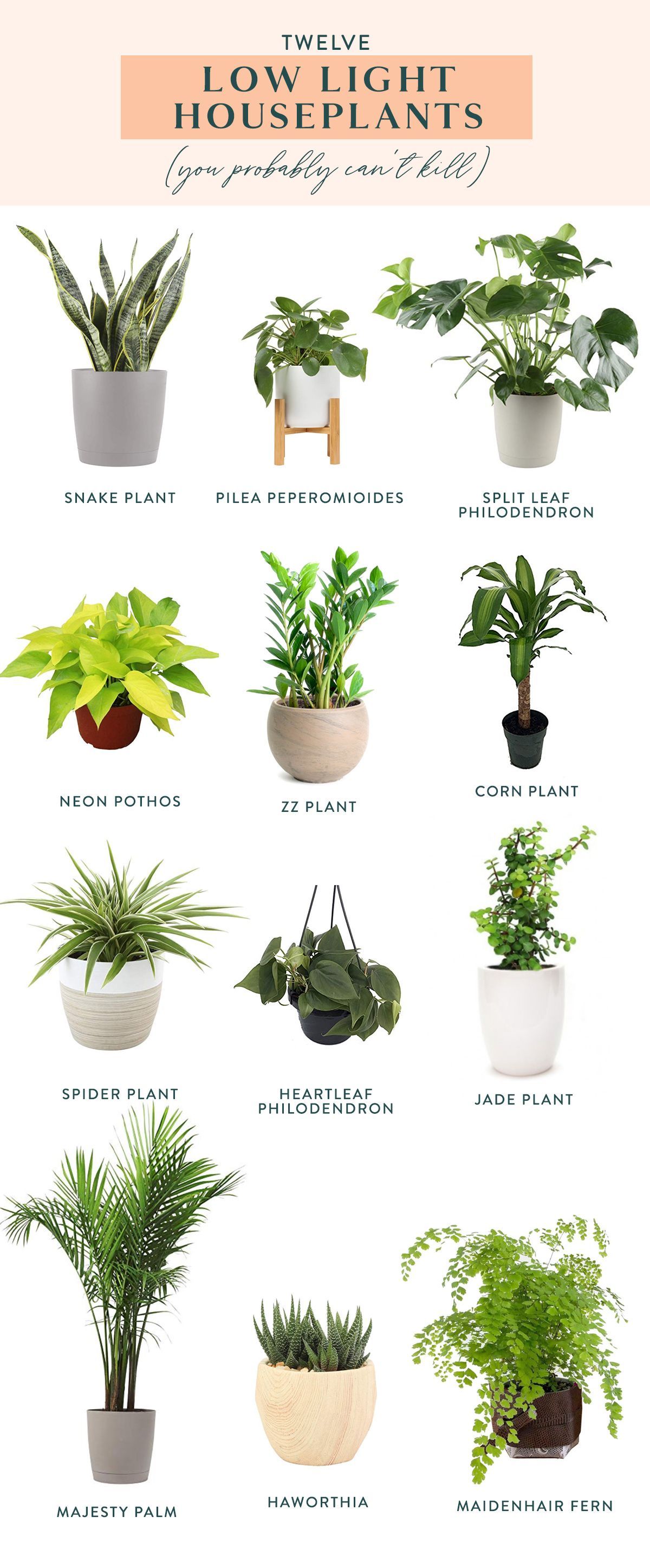 Twelve Low Light Indoor Plants You Probably Can't Kill -   19 plants Decoration how to grow ideas