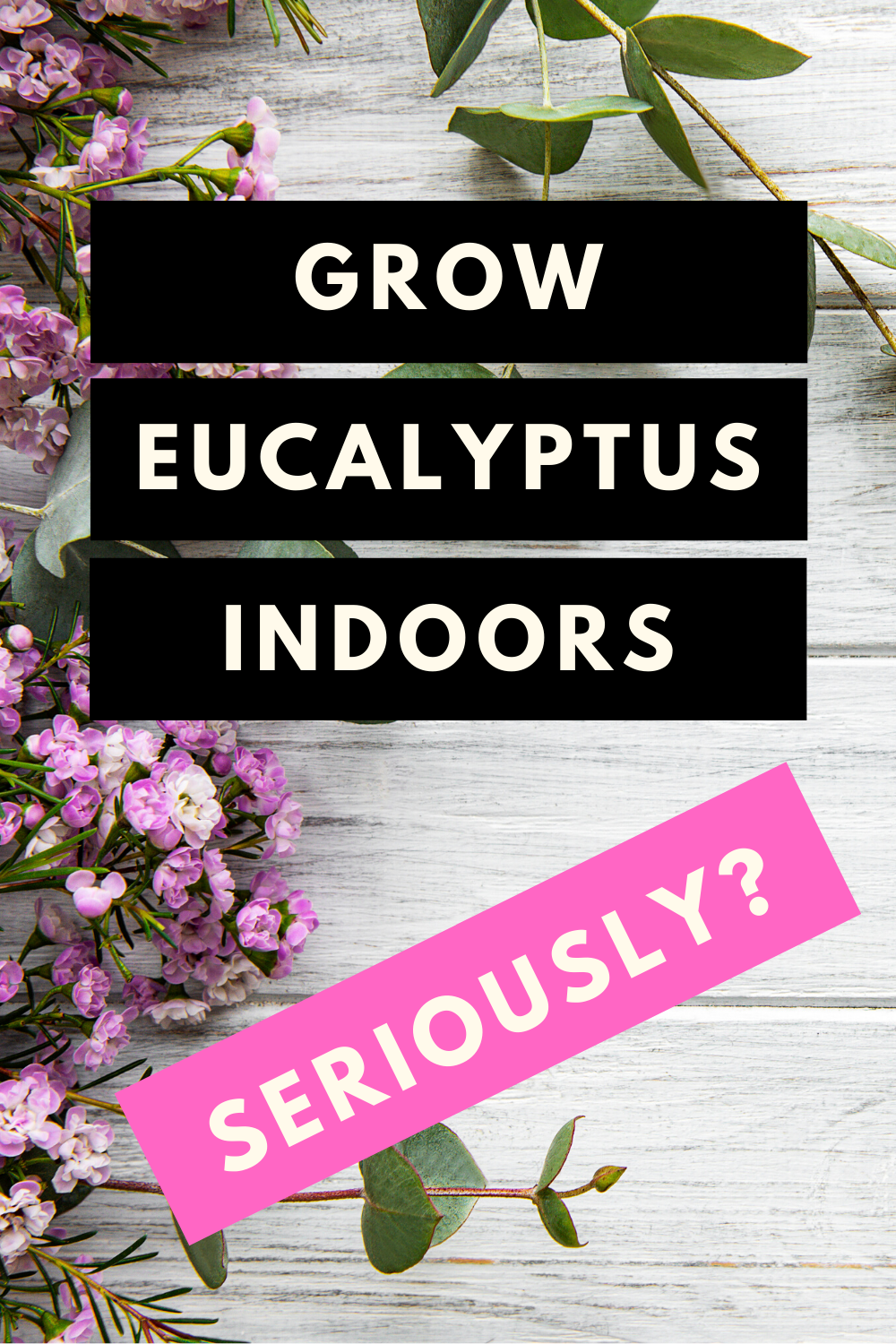 How To Grow Eucalyptus Indoors - Plant Guide -   19 plants Decoration how to grow ideas