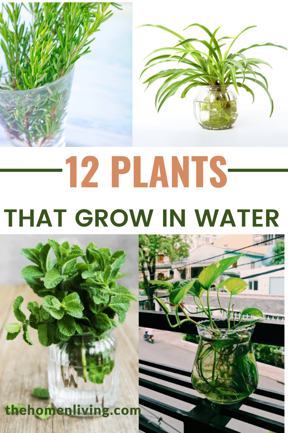 12 Houseplants that can grow in Water -   19 plants Decoration how to grow ideas