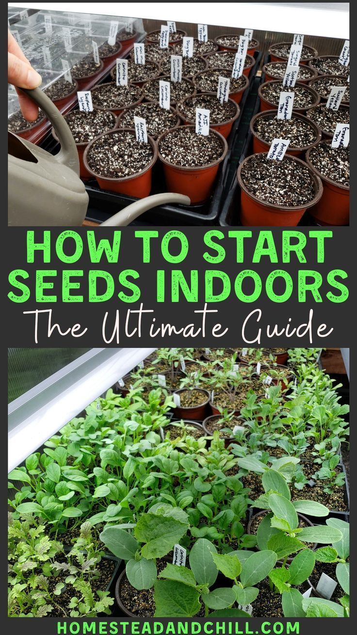 Seed Starting 101: Everything You Need to Know to Sow & Beyond! ~ Homestead and Chill -   19 plants House seed starting ideas