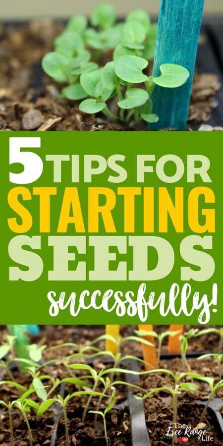 5 Tips for Starting Seeds Successfully Indoors -   19 plants House seed starting ideas