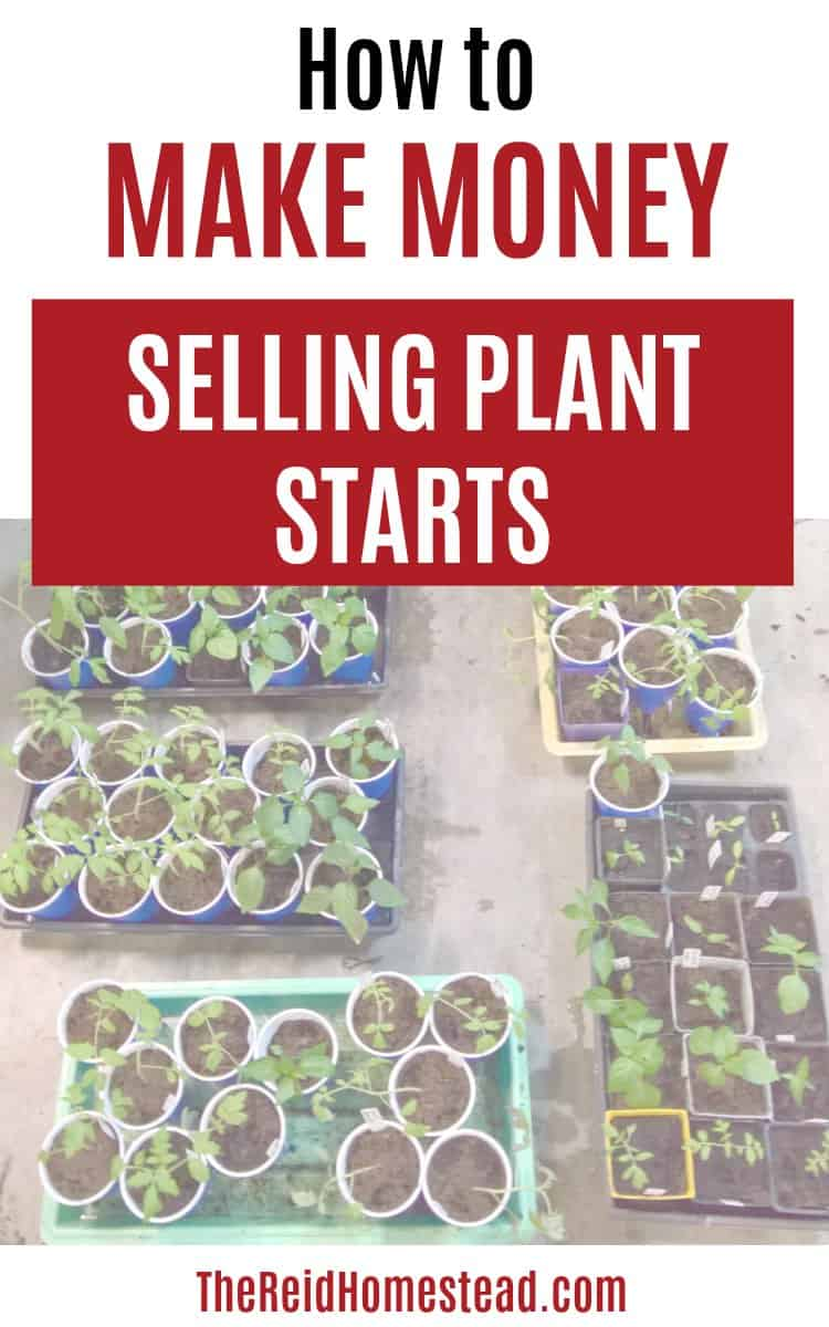 How to Make Money Growing Plants at Home (an easy side hustle!) - The Reid Homestead -   19 plants House seed starting ideas