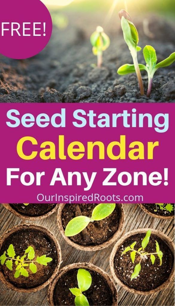 When Should I Plant Seeds? -   19 plants House seed starting ideas