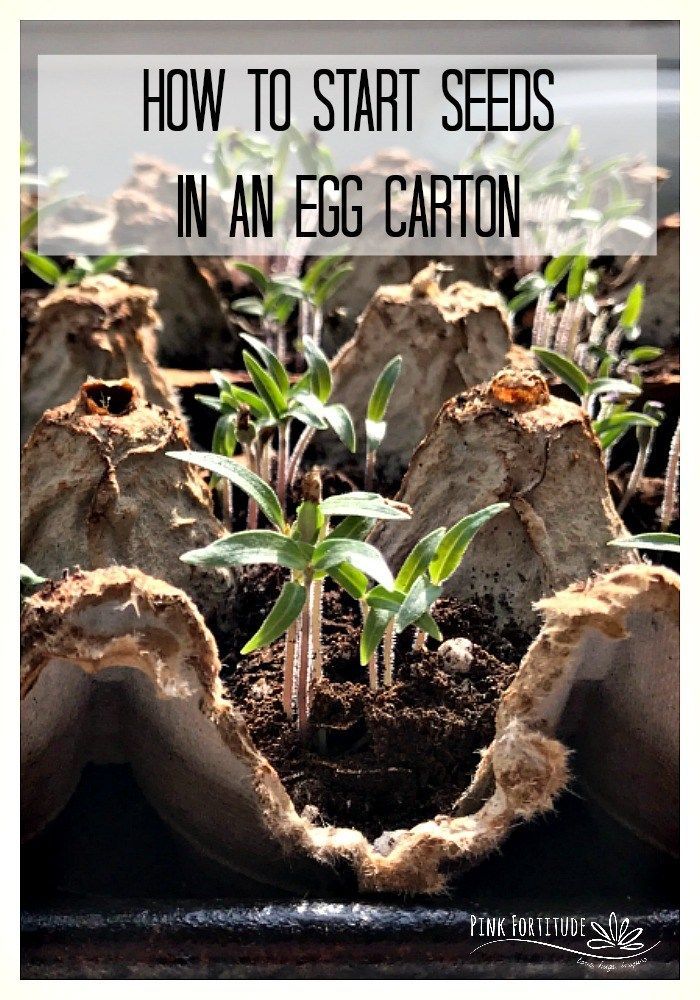 How to Start Seeds in an Egg Carton - Pink Fortitude, LLC -   19 plants House seed starting ideas