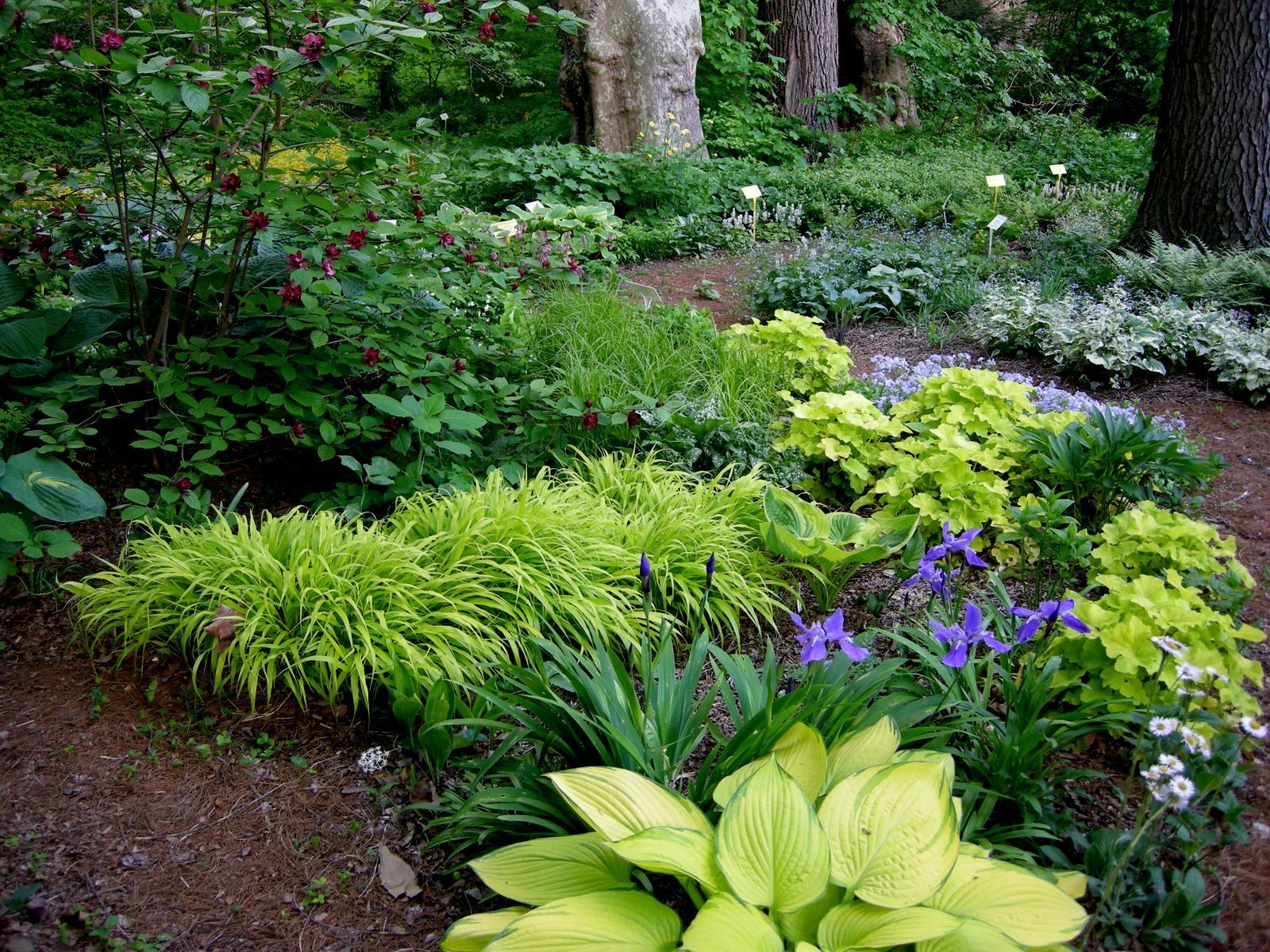 A Woodland Garden of Flowering Shrubs -   15 garden design fun ideas