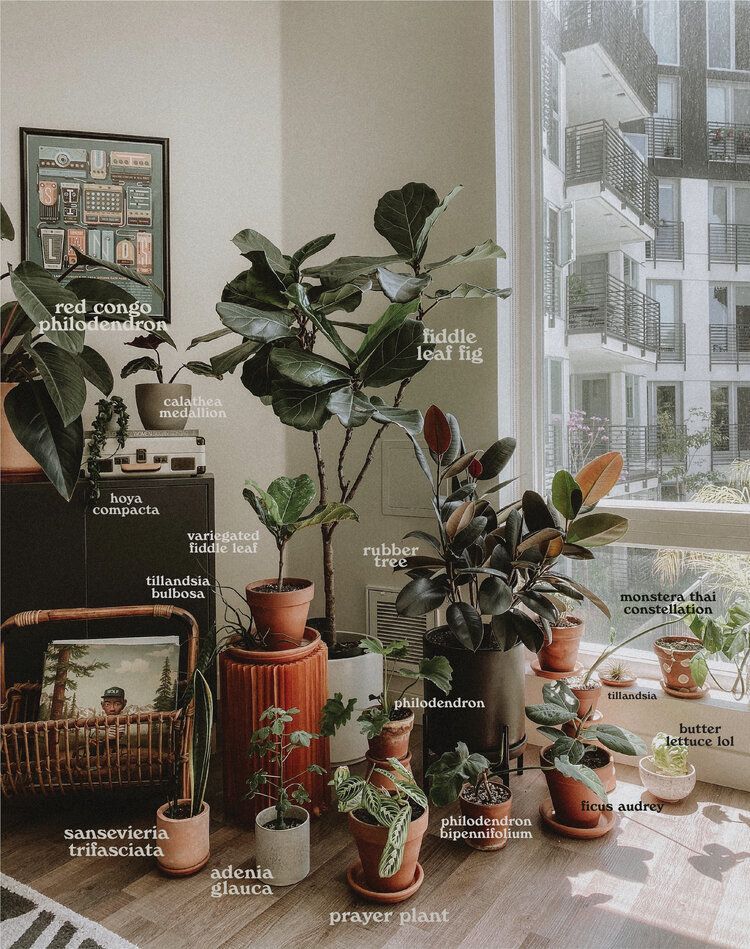 Our Houseplant Tour — Euny and Burke | Plants and Zero Waste -   16 plants Tumblr life ideas