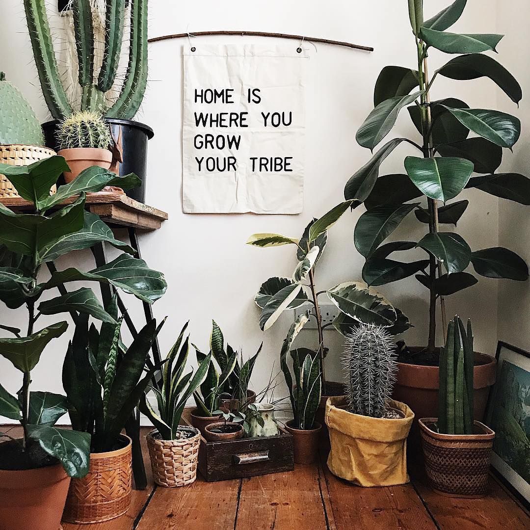 16 plants Tumblr life ideas