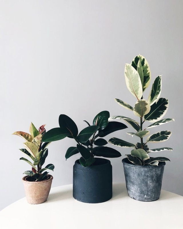 16 plants Tumblr life ideas