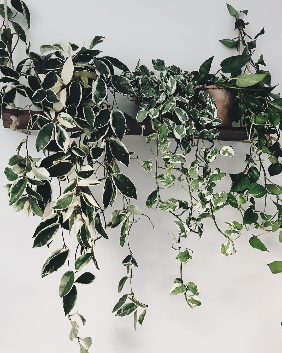 рџЊї Anna on Instagram: “Waterfall of cascading plants, now on my bedroom wall. Because I'm simply never satisfied and need constant change. вњЊрџЏ»рџЊї #plantshelfie” -   16 plants Tumblr life ideas