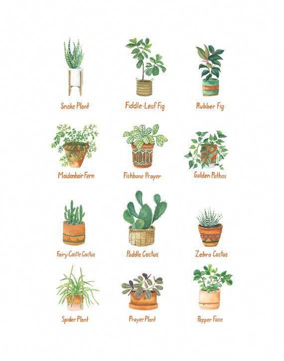 House Plants 11x14 Print -   16 plants Tumblr life ideas