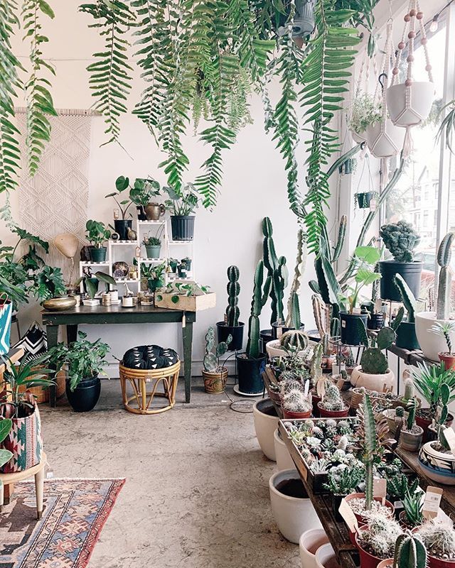 House Plant Blog — HOUSE PLANT PLANT CLUB -   16 plants Tumblr life ideas