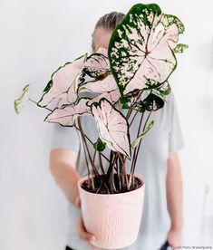 16 plants Tumblr life ideas