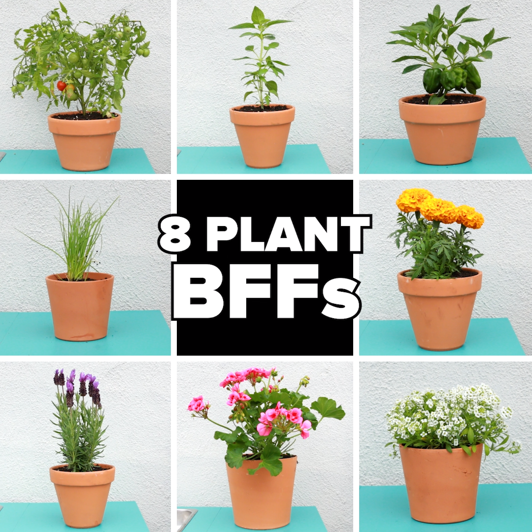 8 Plant BFFs -   18 planting Balcony potted ideas