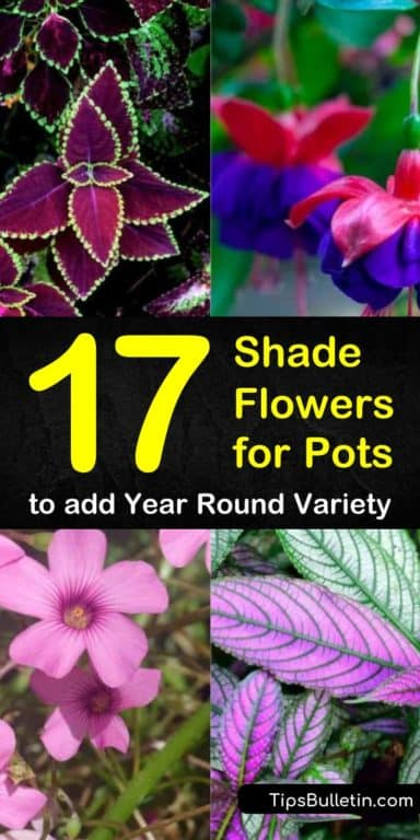 17 Shade Flowers for Pots to add Year Round Variety -   18 planting Balcony potted ideas