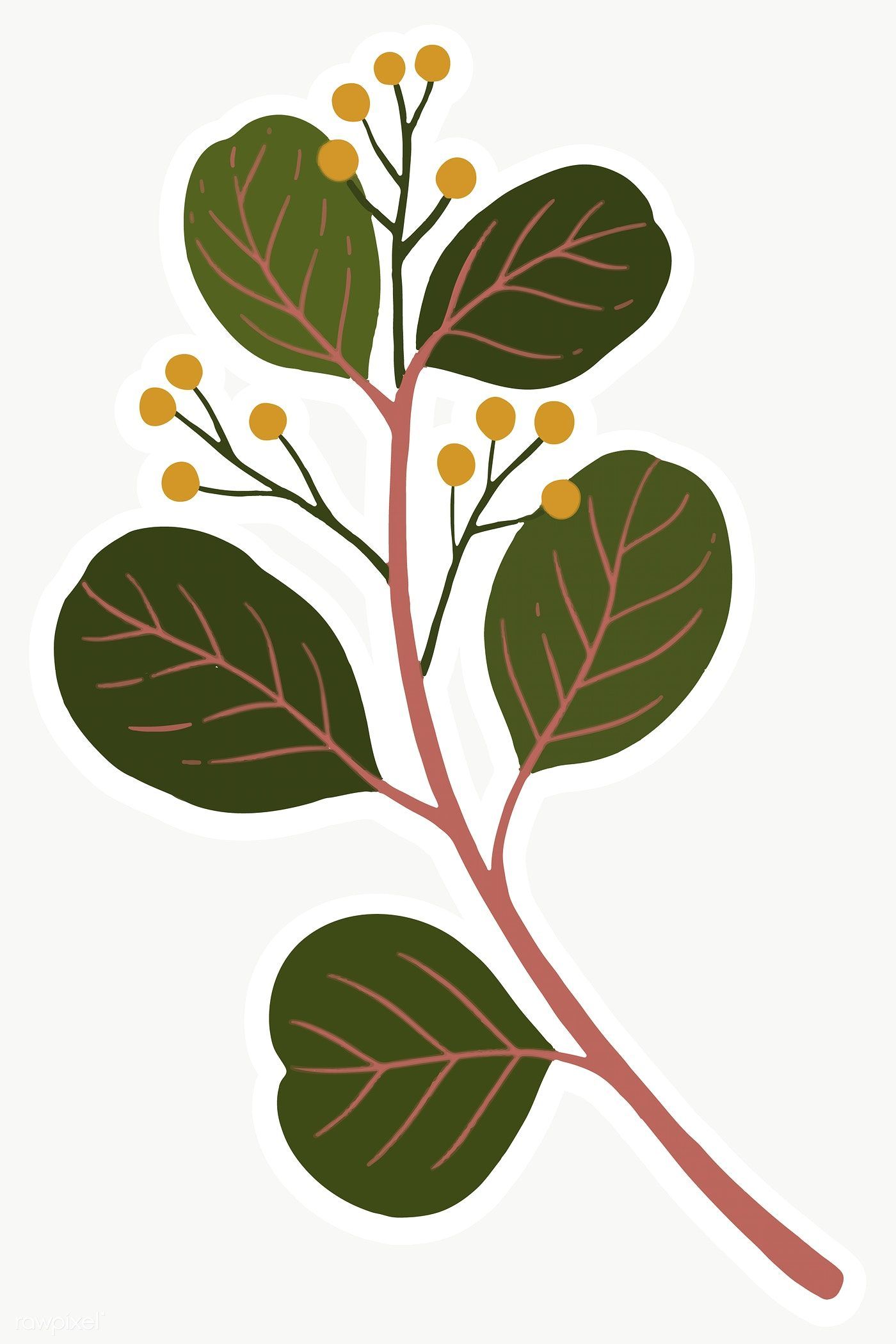 Download free png of Eucalyptus branch with seeds transparent png 2024066 -   18 planting Illustration paintings ideas