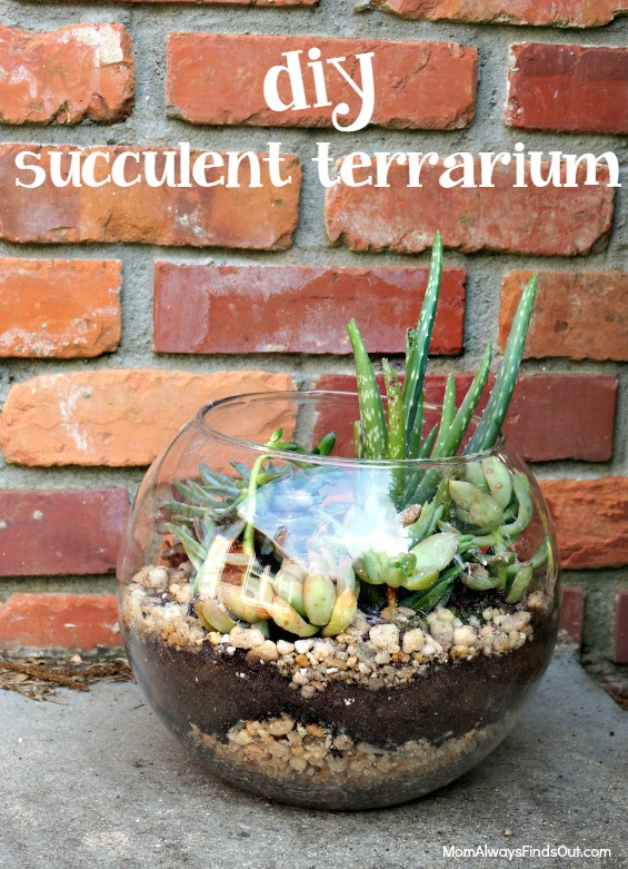 Succulent Terrarium in a Clear Glass Bubble Bowl -   18 planting succulents in glass ideas