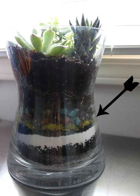 No Drainage? No Problem! - Rachel Hollis -   18 planting succulents in glass ideas