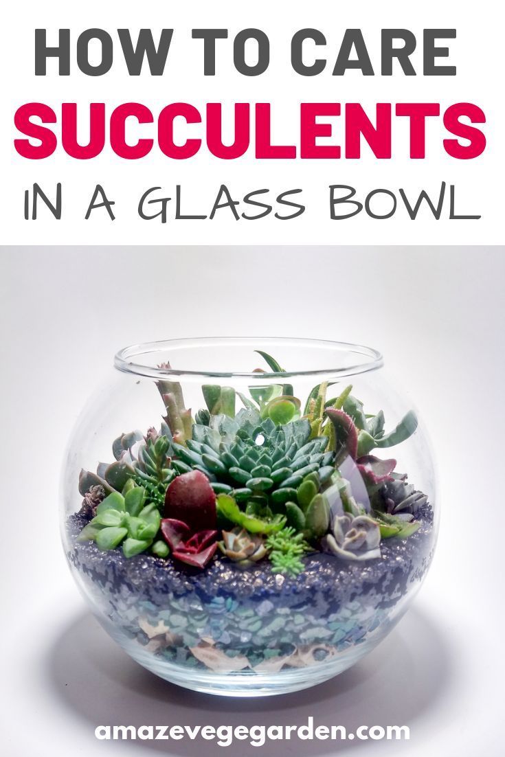 How To Care For Succulents In a Glass Bowl -   18 planting succulents in glass ideas